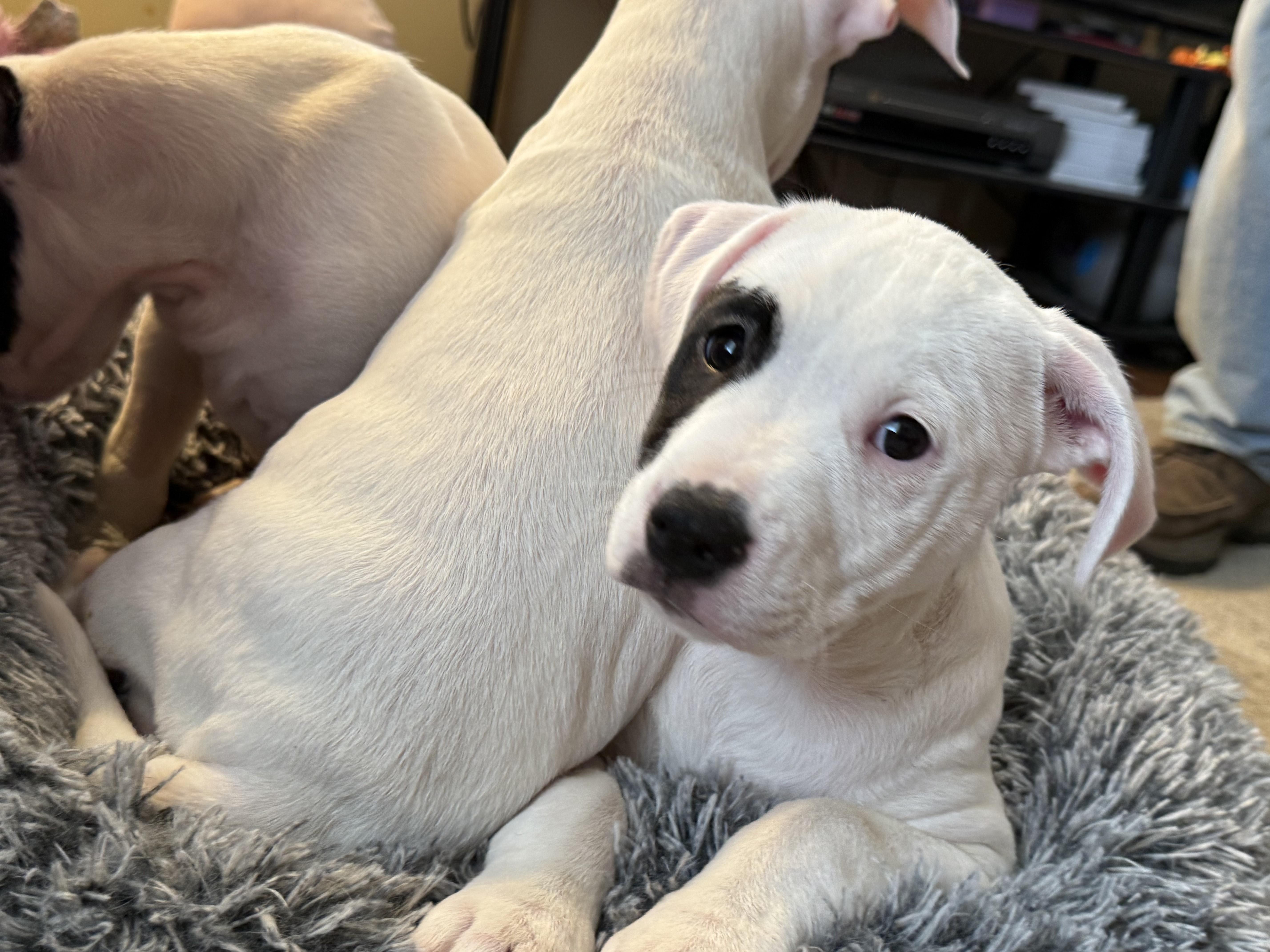 Little Spot, a ADOPTABLE mixed breed in Aurora, IL image 4/5