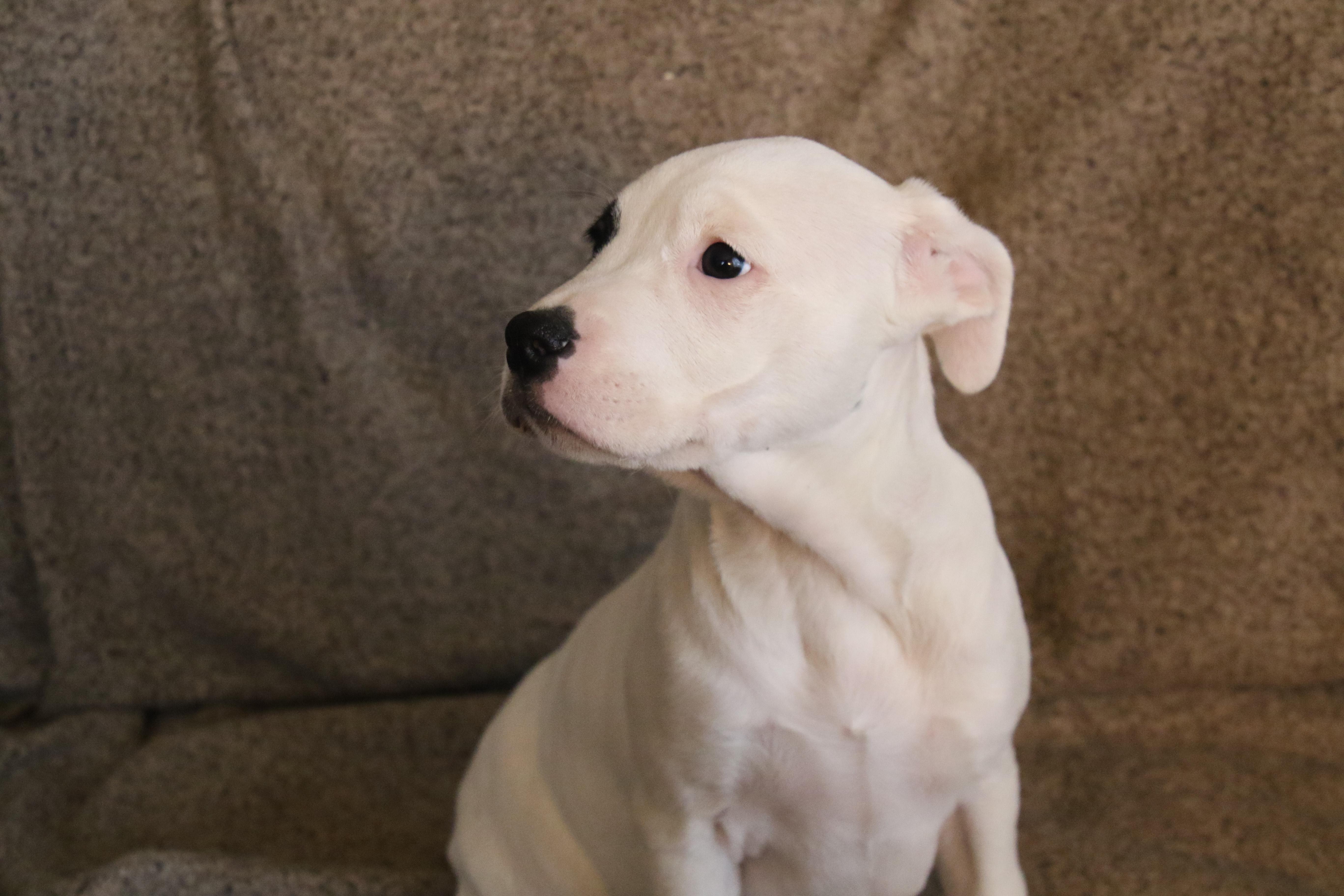 Little Spot, a ADOPTABLE mixed breed in Aurora, IL image 3/5
