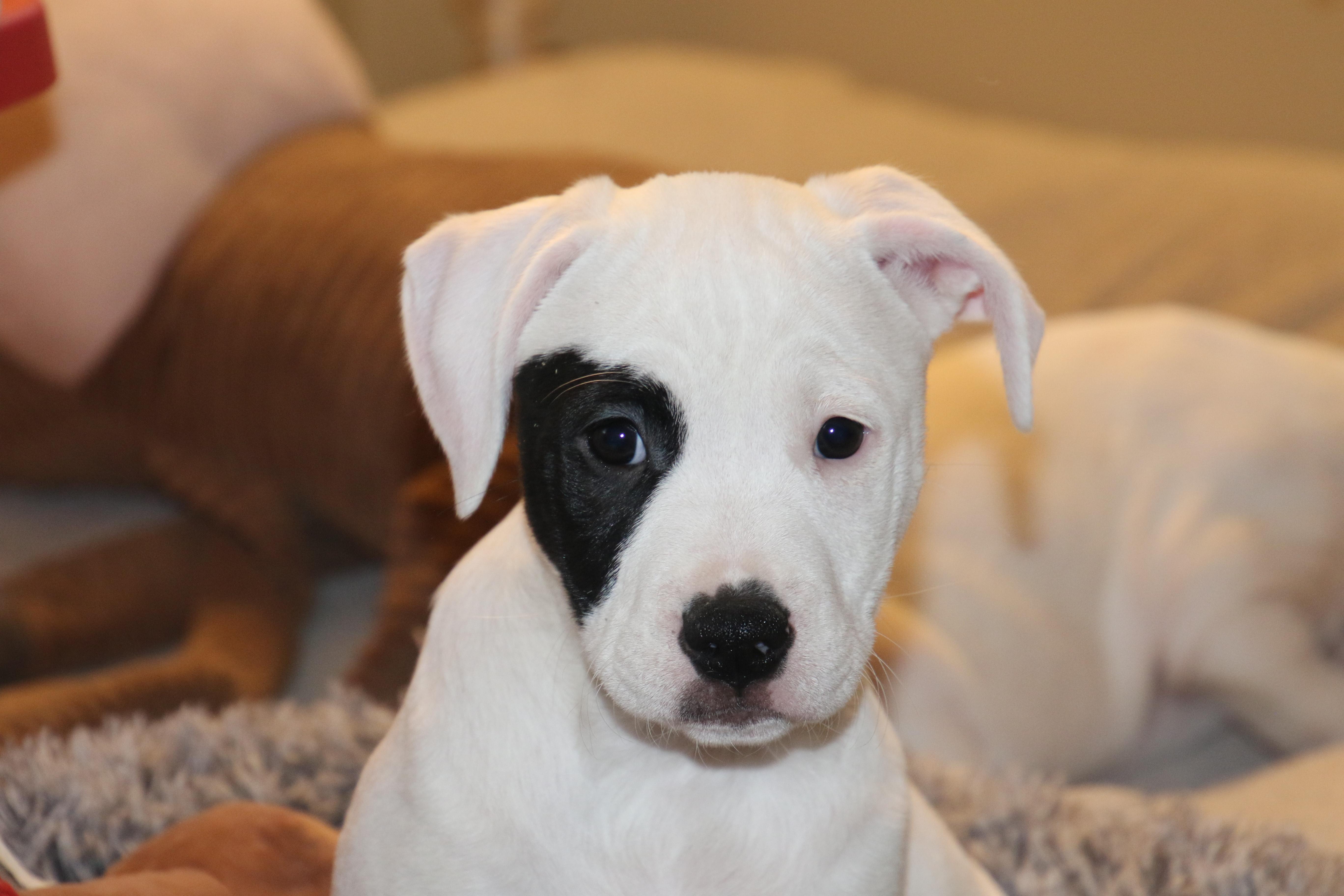Little Spot, ADOPTABLE, Puppy Female Terrier.