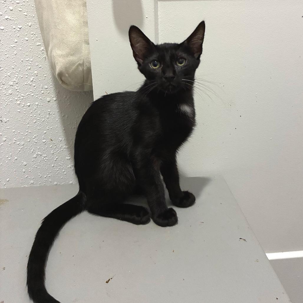 Pilsner, Adoptable, Kitten Male Domestic Short Hair.