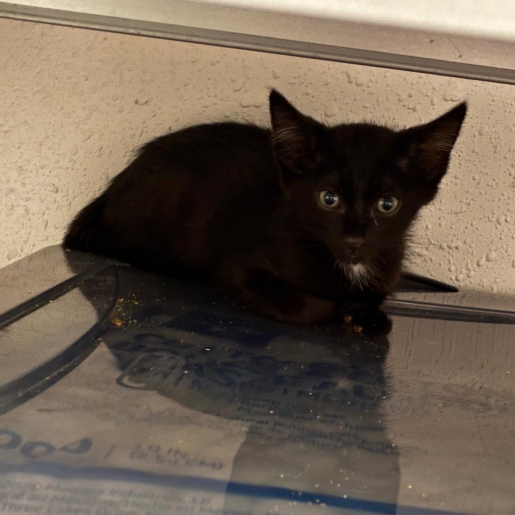 Pilsner, a Adoptable Domestic Short Hair in Bulverde, TX image 2/3
