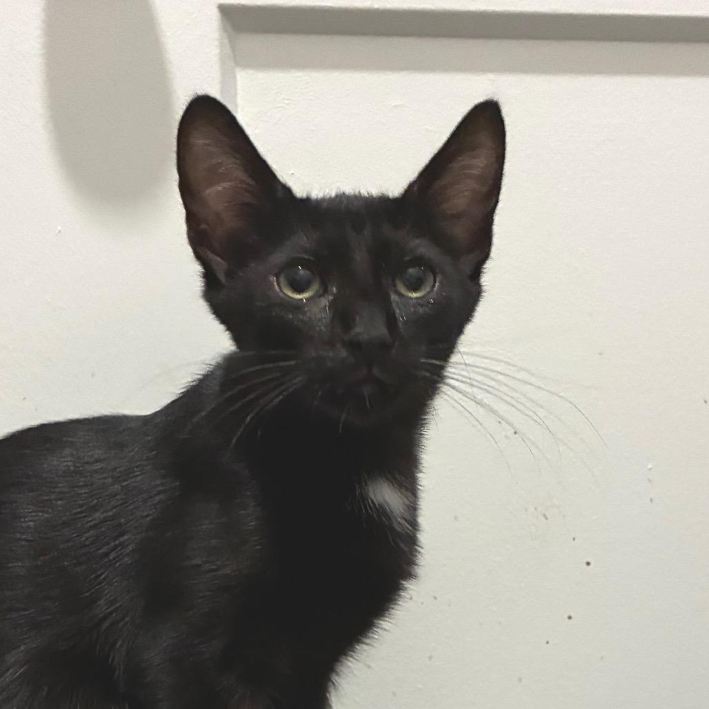Pilsner, a Adoptable Domestic Short Hair in Bulverde, TX image 3/3