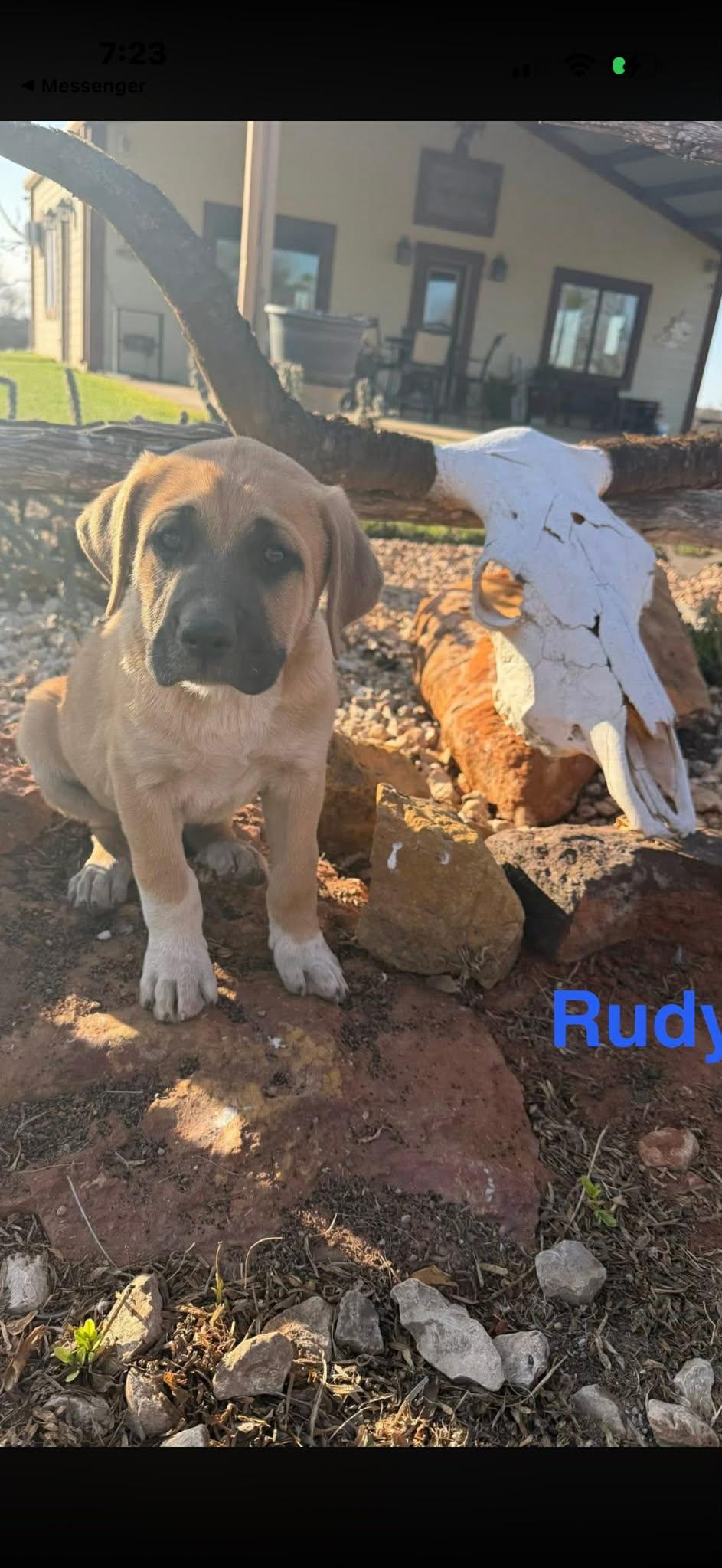 Rudy, Adoptable, Puppy Male Mastiff.
