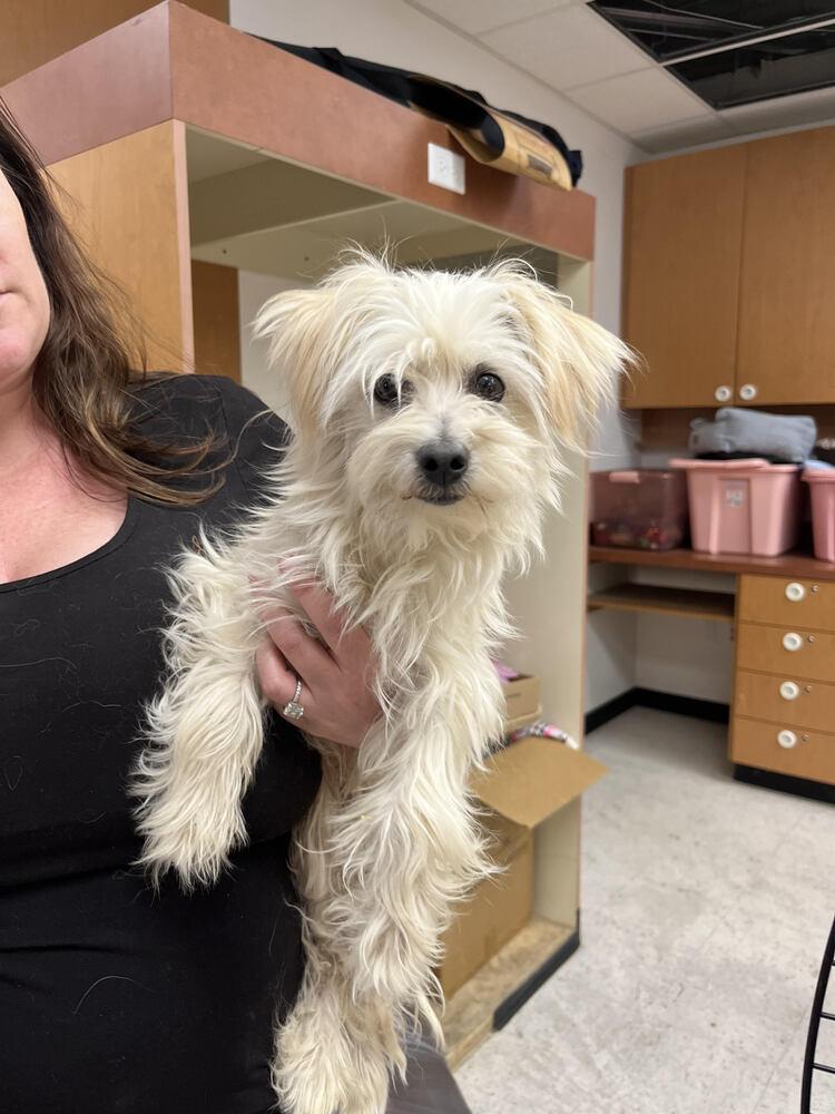 Clementine, Adoptable, Young Female Maltese.