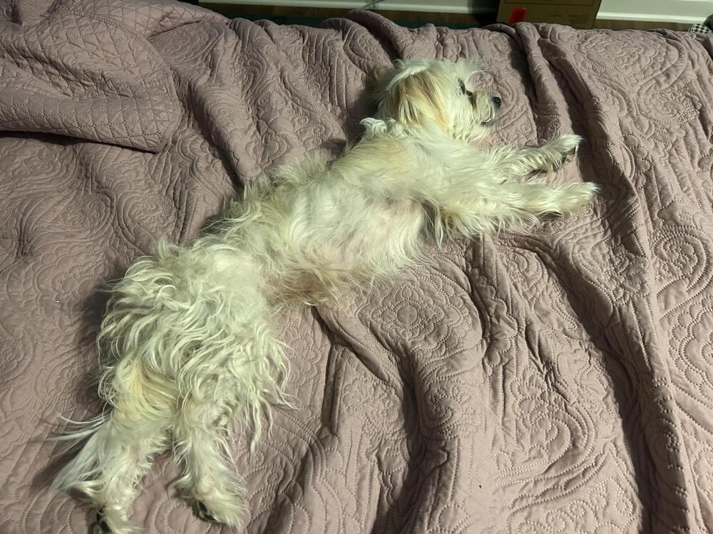 Enlarge Clementine, a Adoptable Maltese in Lancaster, CA image 2/2