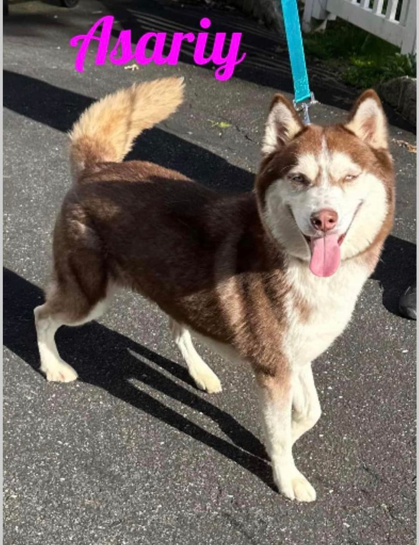 Azuki and Asariy , a Adoptable Husky in Old Westbury, NY image 1/6