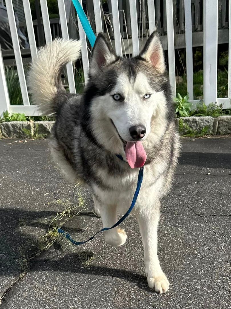 Azuki and Asariy , a Adoptable Husky in Old Westbury, NY image 2/6