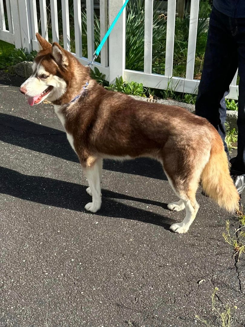 Azuki and Asariy , a Adoptable Husky in Old Westbury, NY image 3/6