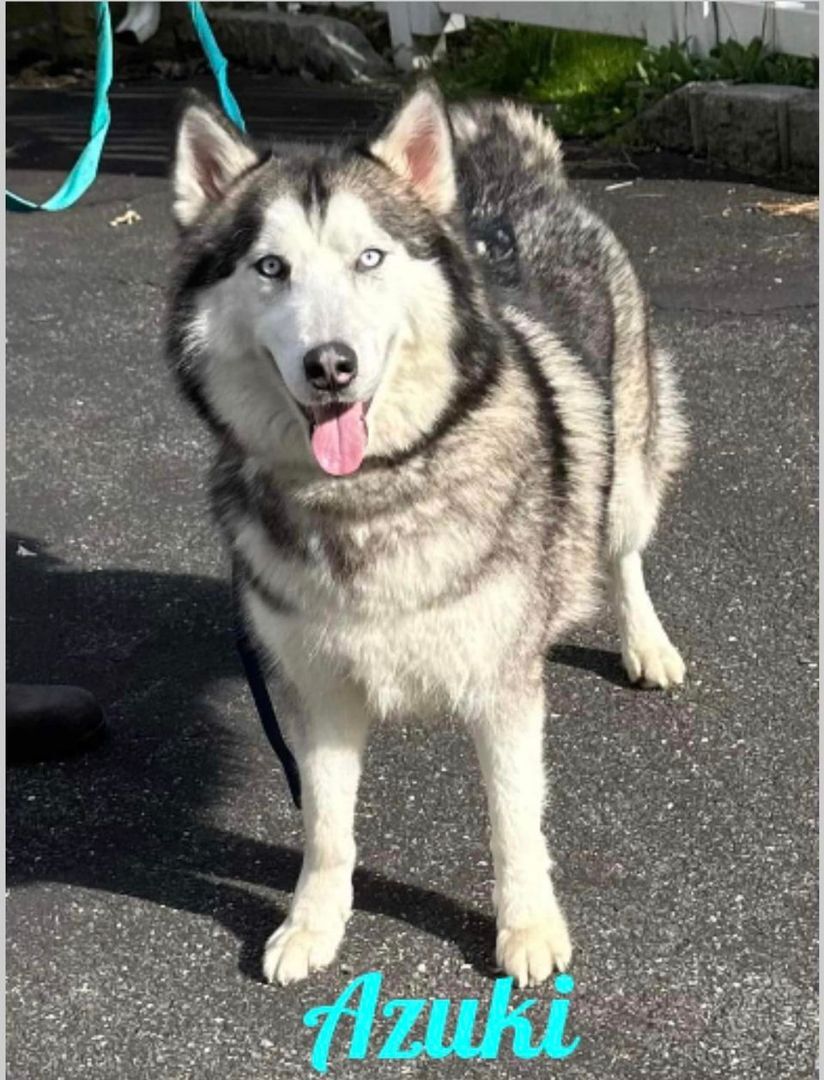 Azuki and Asariy , a Adoptable Husky in Old Westbury, NY image 4/6