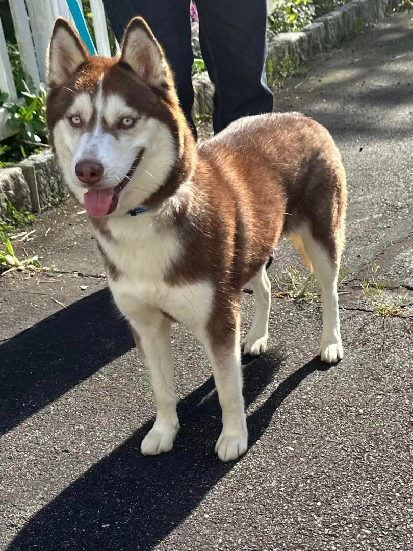 Azuki and Asariy , a Adoptable Husky in Old Westbury, NY image 5/6