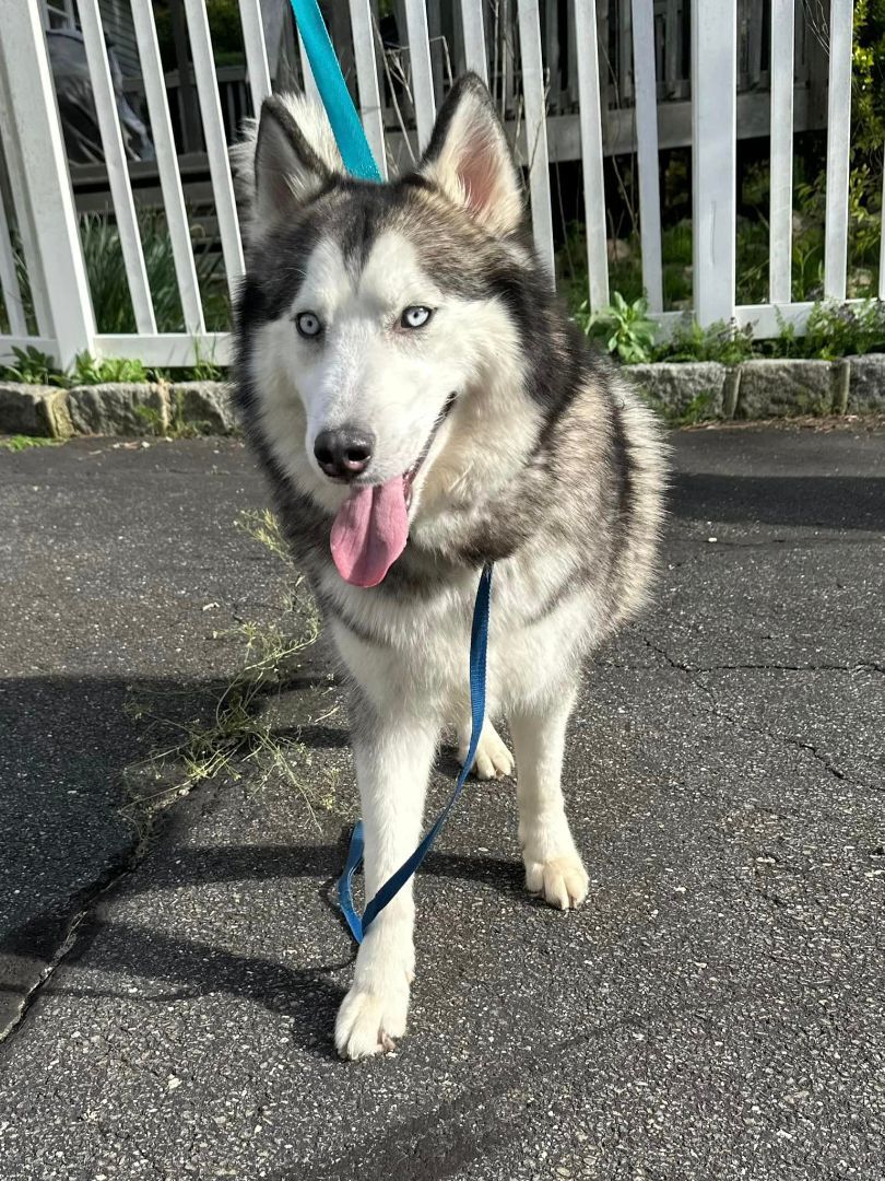 Azuki and Asariy , a Adoptable Husky in Old Westbury, NY image 6/6
