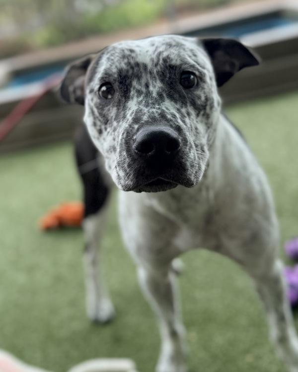 Jellybean, Adoptable, Young Female Pit Bull Terrier.