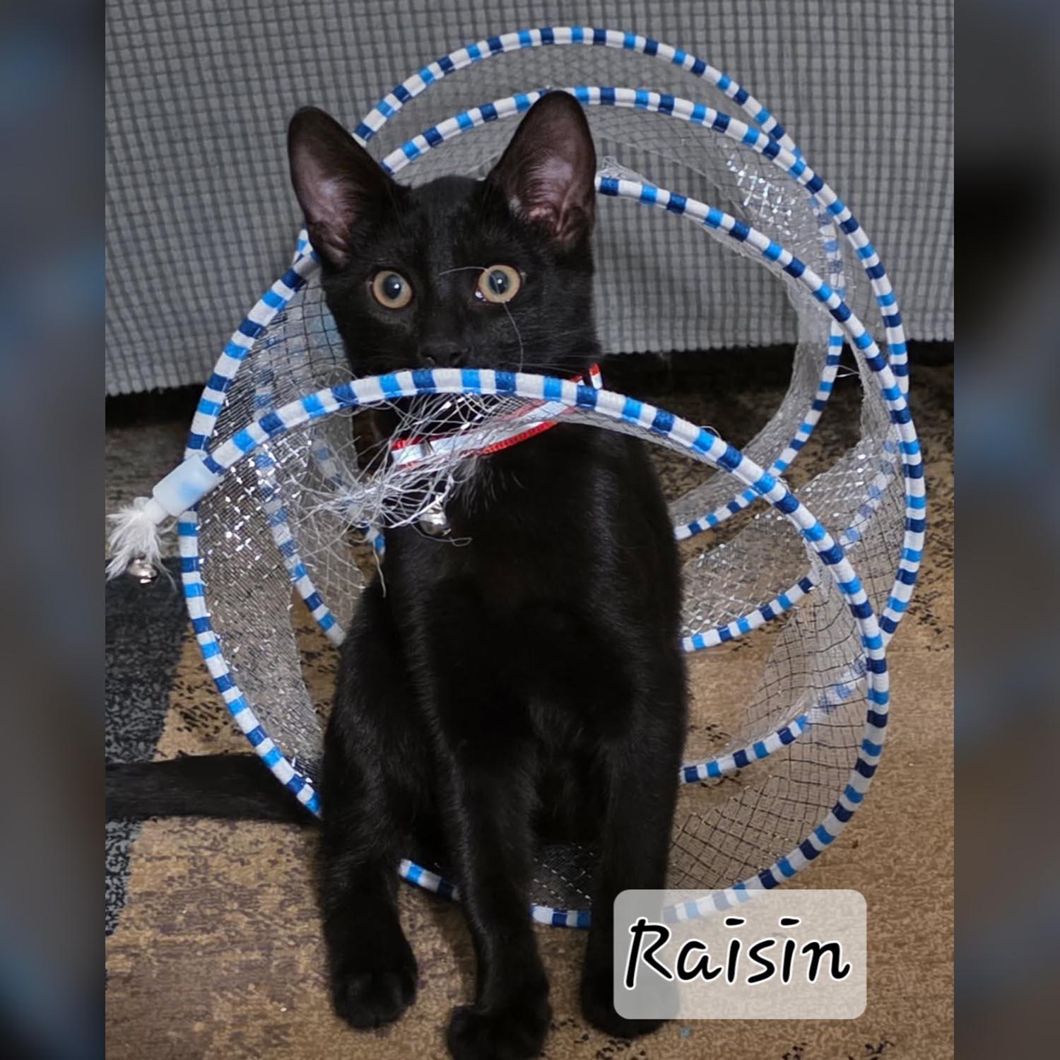 Raisin-1/10/26, adopted, Kitten Male Domestic Short Hair.