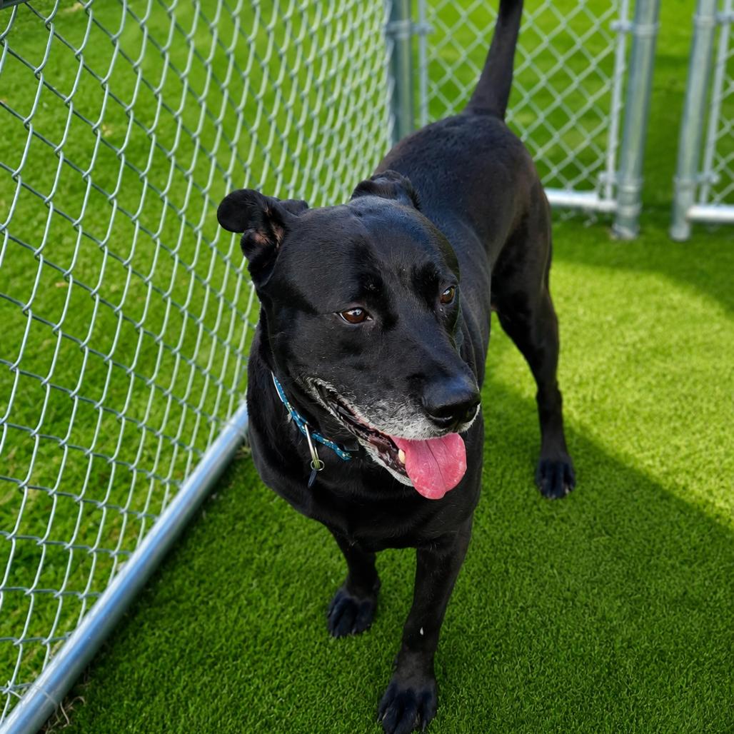 Barry, Adoptable, Adult Male Labrador Retriever & Mixed Breed.