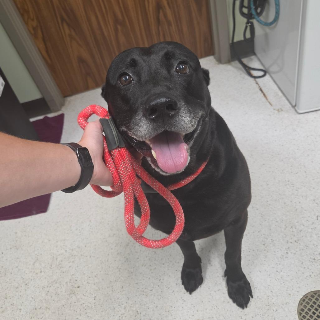 Enlarge Barry, a Adoptable mixed breed in Binghamton, NY image 2/6