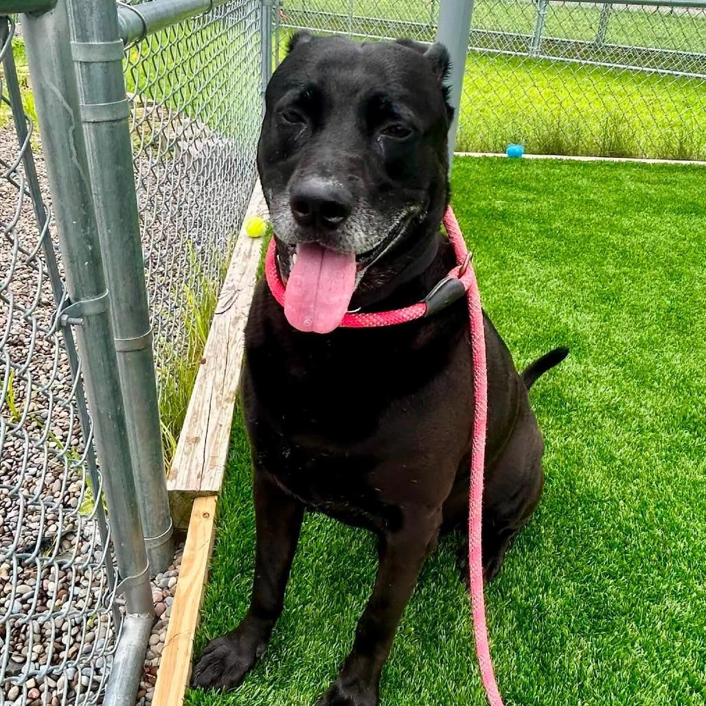 Enlarge Barry, a Adoptable mixed breed in Binghamton, NY image 3/6