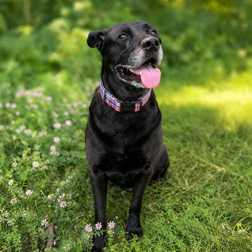 Enlarge Barry, a Adoptable mixed breed in Binghamton, NY image 5/6