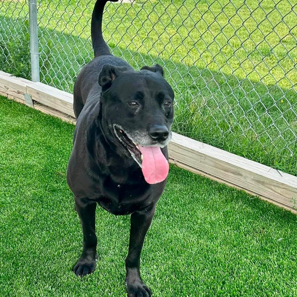 Enlarge Barry, a Adoptable mixed breed in Binghamton, NY image 6/6