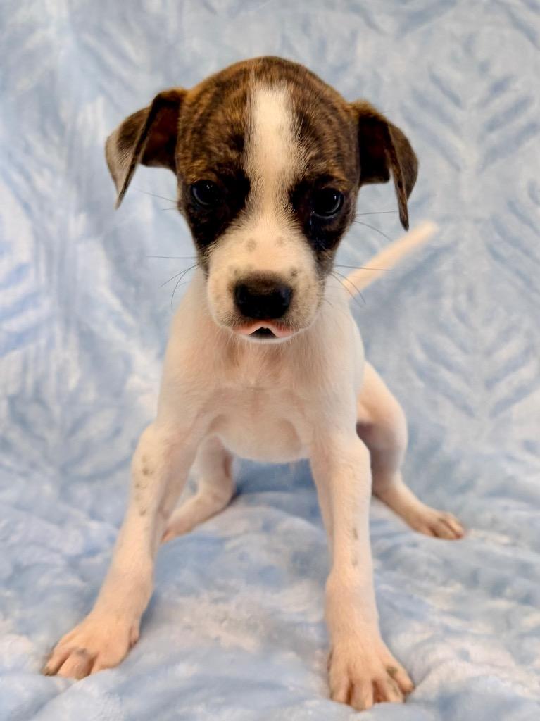 Enlarge Gulf, a Adoptable mixed breed in Cape Coral, FL image 1/1