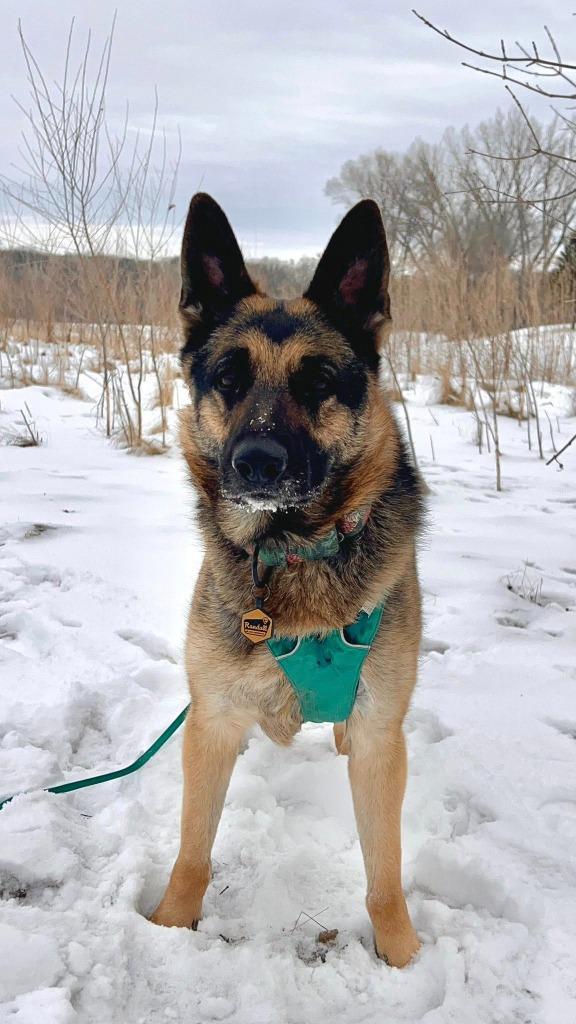 Enlarge Mayberry, a Adoptable German Shepherd Dog in Minneapolis, MN image 1/6