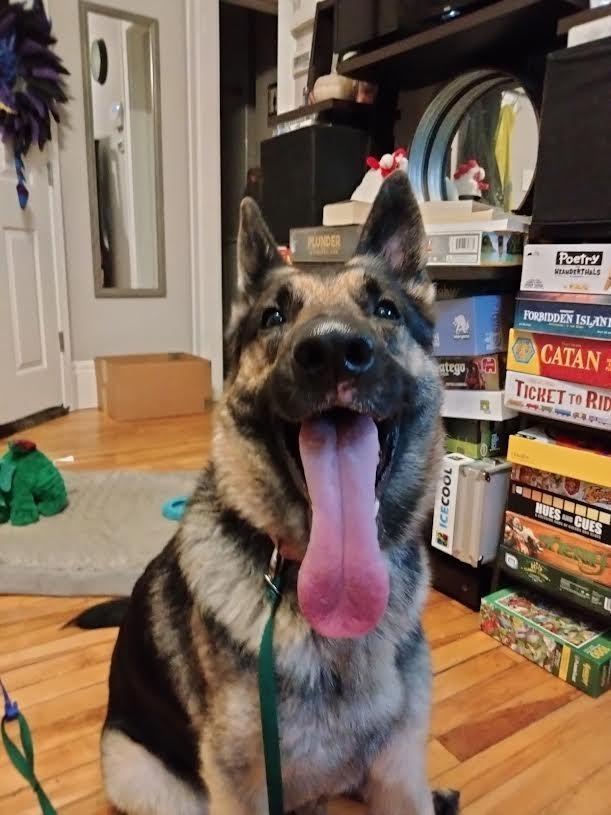 Enlarge Mayberry, a Adoptable German Shepherd Dog in Minneapolis, MN image 1/6