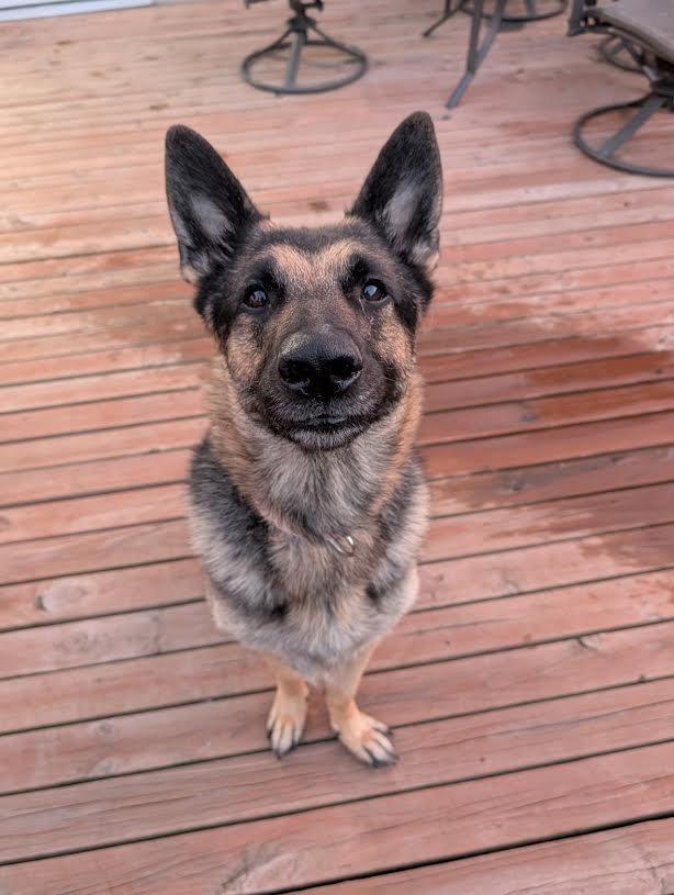 Enlarge Mayberry, a Adoptable German Shepherd Dog in Minneapolis, MN image 4/6