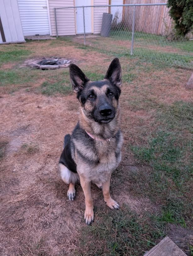 Enlarge Mayberry, a Adoptable German Shepherd Dog in Minneapolis, MN image 5/6