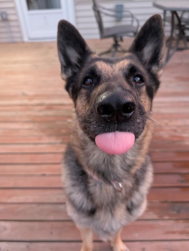 Mayberry, Adoptable, Young Female German Shepherd Dog.