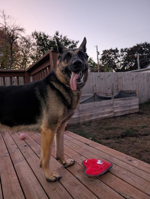 Enlarge Mayberry, a Adoptable German Shepherd Dog in Minneapolis, MN image 3/5