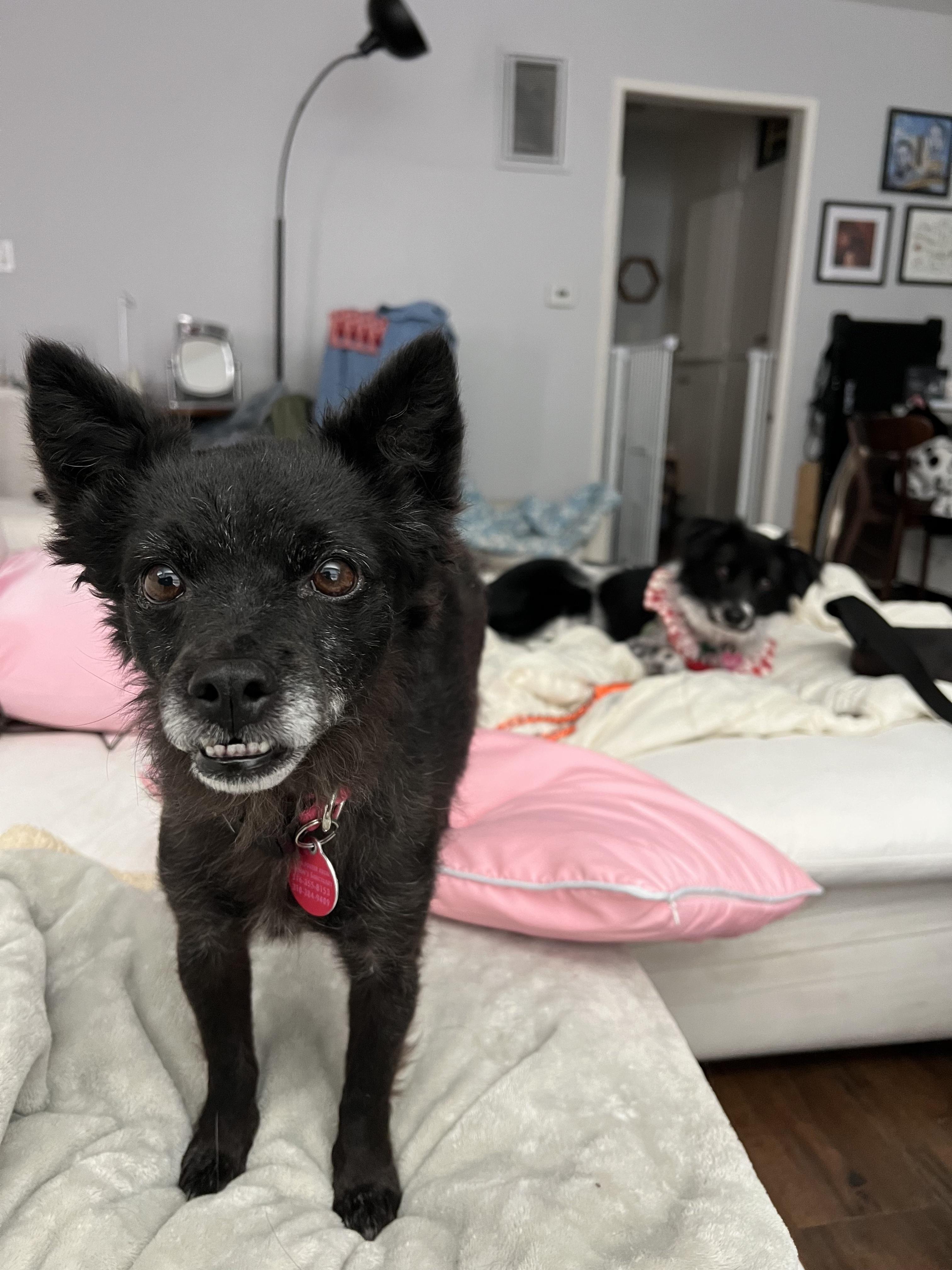 Enchilada aka Lada, an adoptable Jindo, Chihuahua in reno, NV, 89521 | Photo Image 4