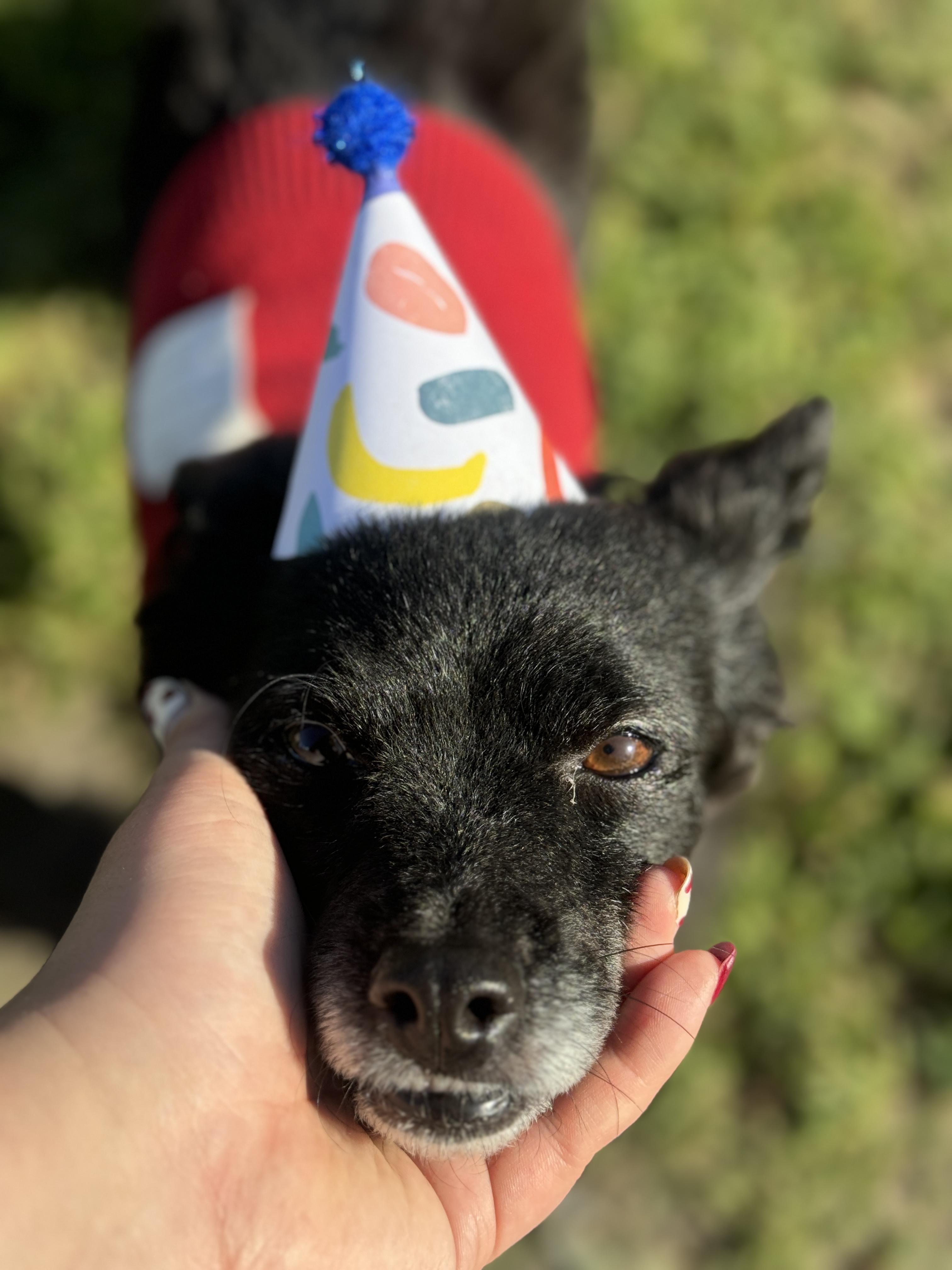 Enlarge Enchilada aka Lada, a Adoptable mixed breed in reno, NV image 1/6