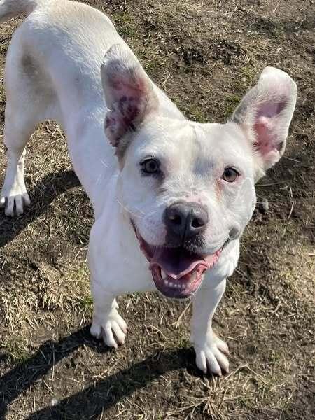 Enlarge Bugsy, a Adoptable mixed breed in Indianapolis, IN image 1/1