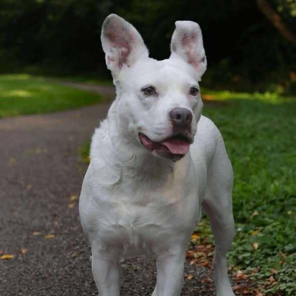 Enlarge Bugsy, a Adoptable mixed breed in Indianapolis, IN image 2/6