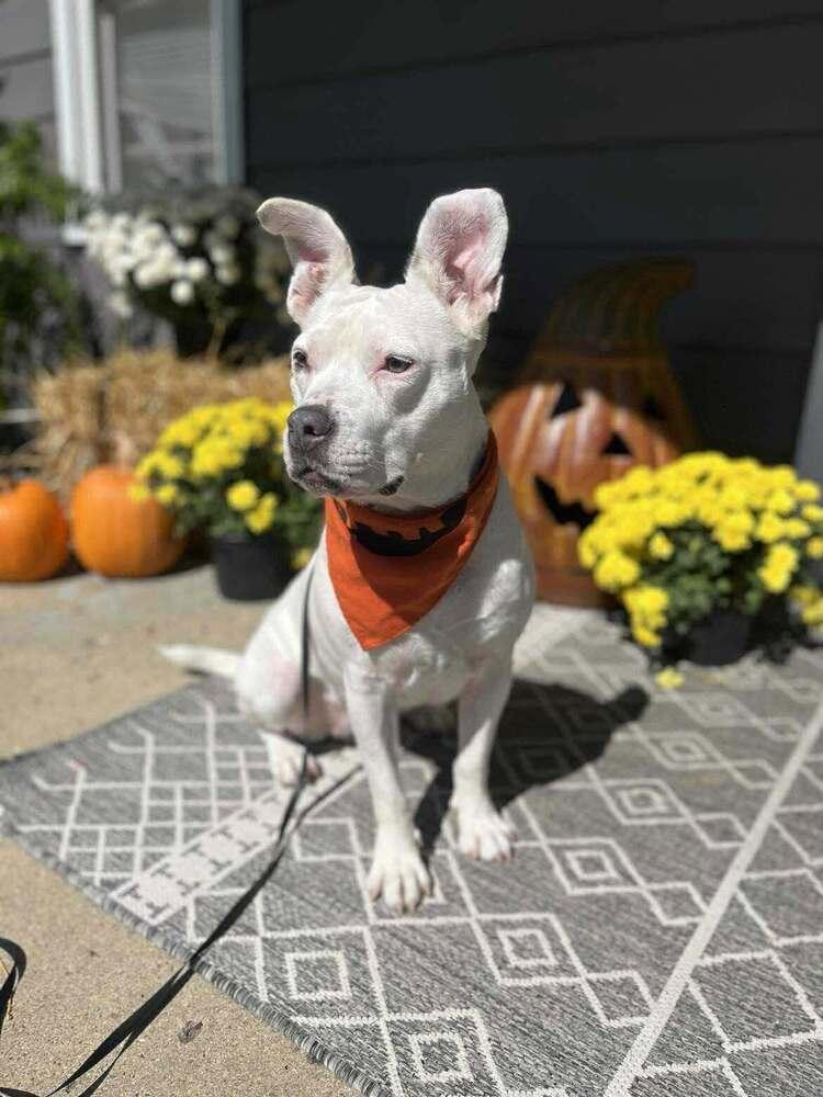Enlarge Bugsy, a Adoptable mixed breed in Indianapolis, IN image 3/6