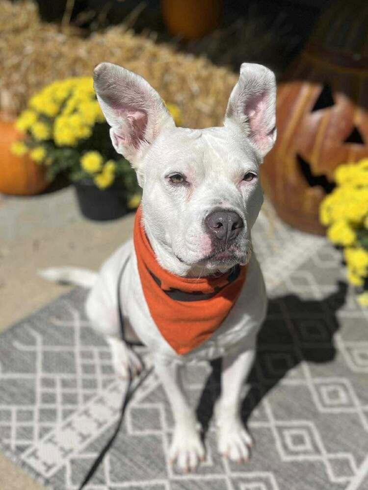 Enlarge Bugsy, a Adoptable mixed breed in Indianapolis, IN image 4/6