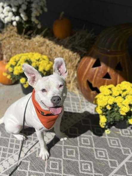 Enlarge Bugsy, a Adoptable mixed breed in Indianapolis, IN image 5/6