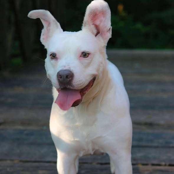 Enlarge Bugsy, a Adoptable mixed breed in Indianapolis, IN image 6/6