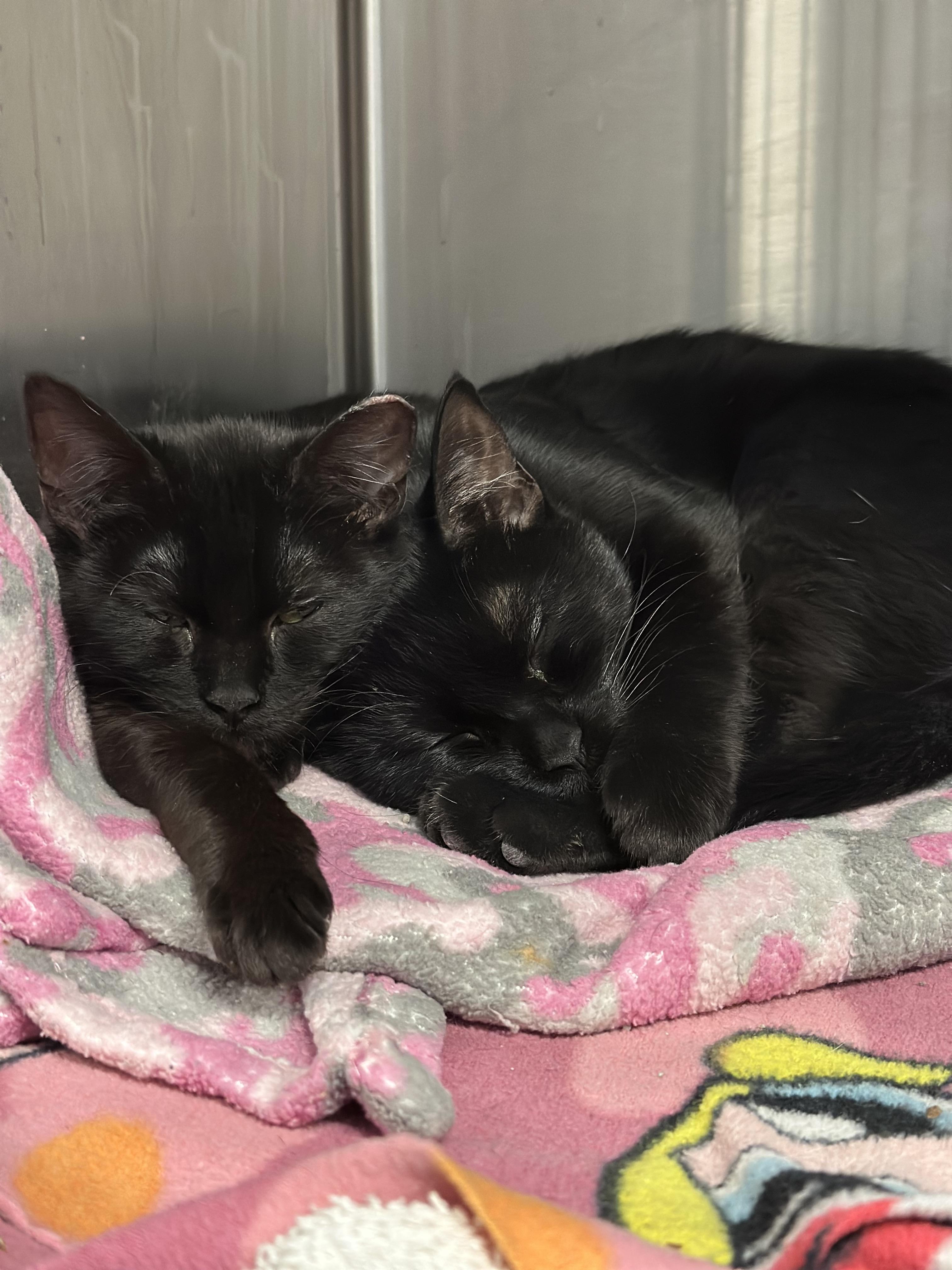 Enlarge Norma, a Adoptable Domestic Short Hair in Grand Rapids, MI image 3/6