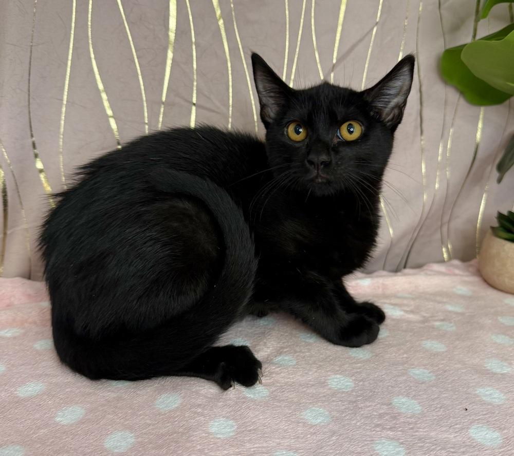 Basiliski, a Adoptable Domestic Short Hair in Putnam, CT image 1/4