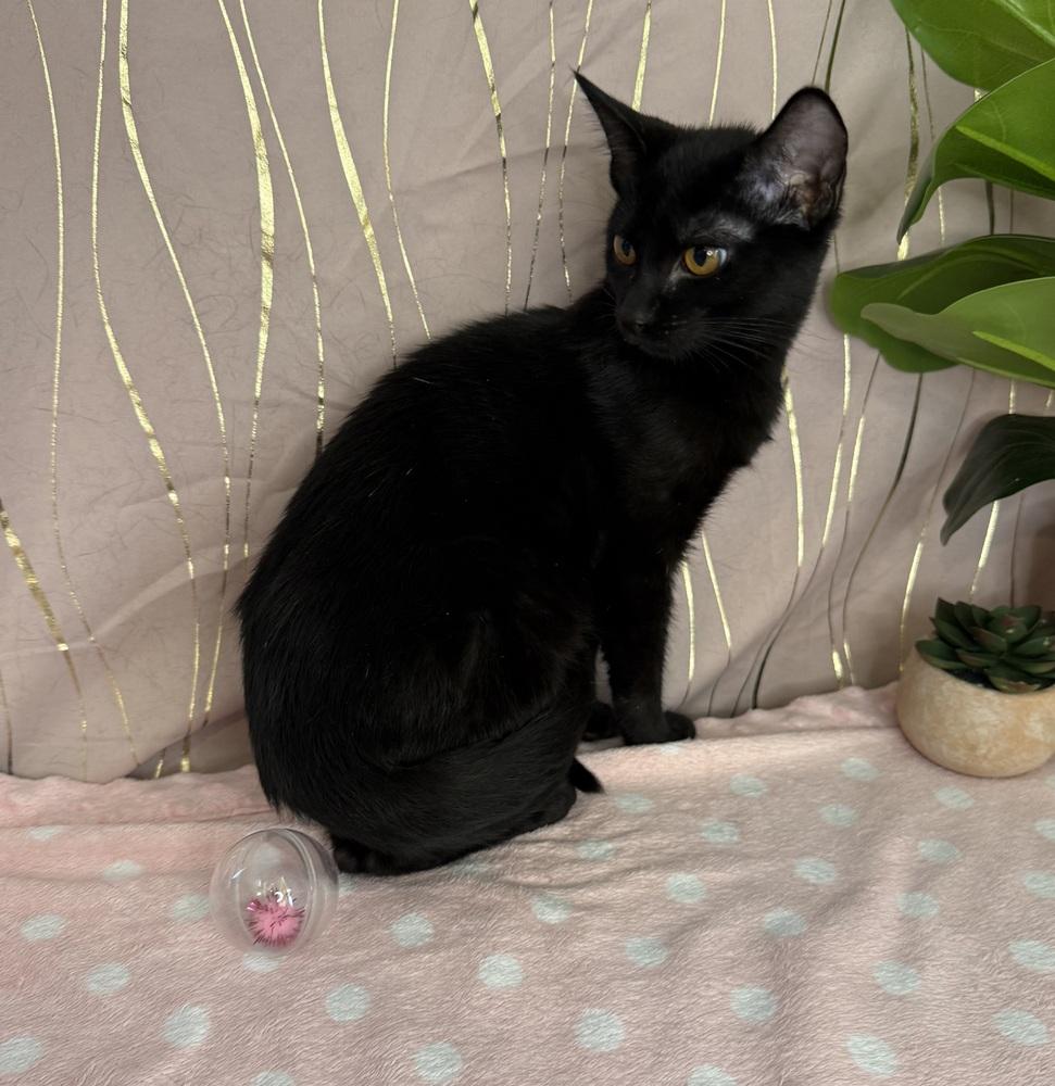 Basiliski, a Adoptable Domestic Short Hair in Putnam, CT image 2/4