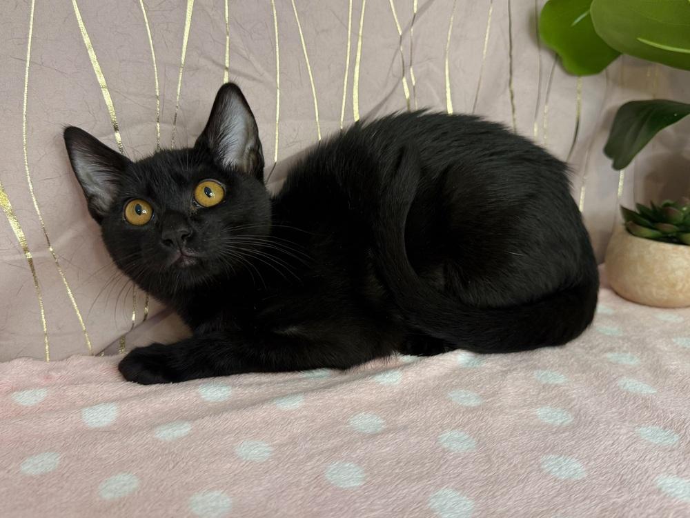 Basiliski, a Adoptable Domestic Short Hair in Putnam, CT image 3/4