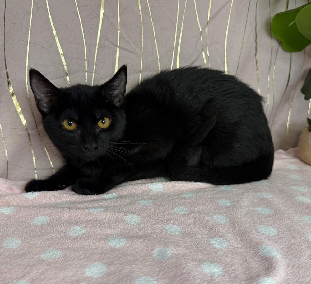 Basiliski, a Adoptable Domestic Short Hair in Putnam, CT image 4/4