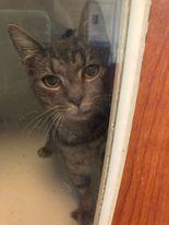 Einstein, Adopted, Young Male Domestic Short Hair.