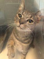 Einstein, a Adopted Domestic Short Hair in Gettysburg, PA image 2/3