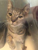 Einstein, a Adopted Domestic Short Hair in Gettysburg, PA image 3/3