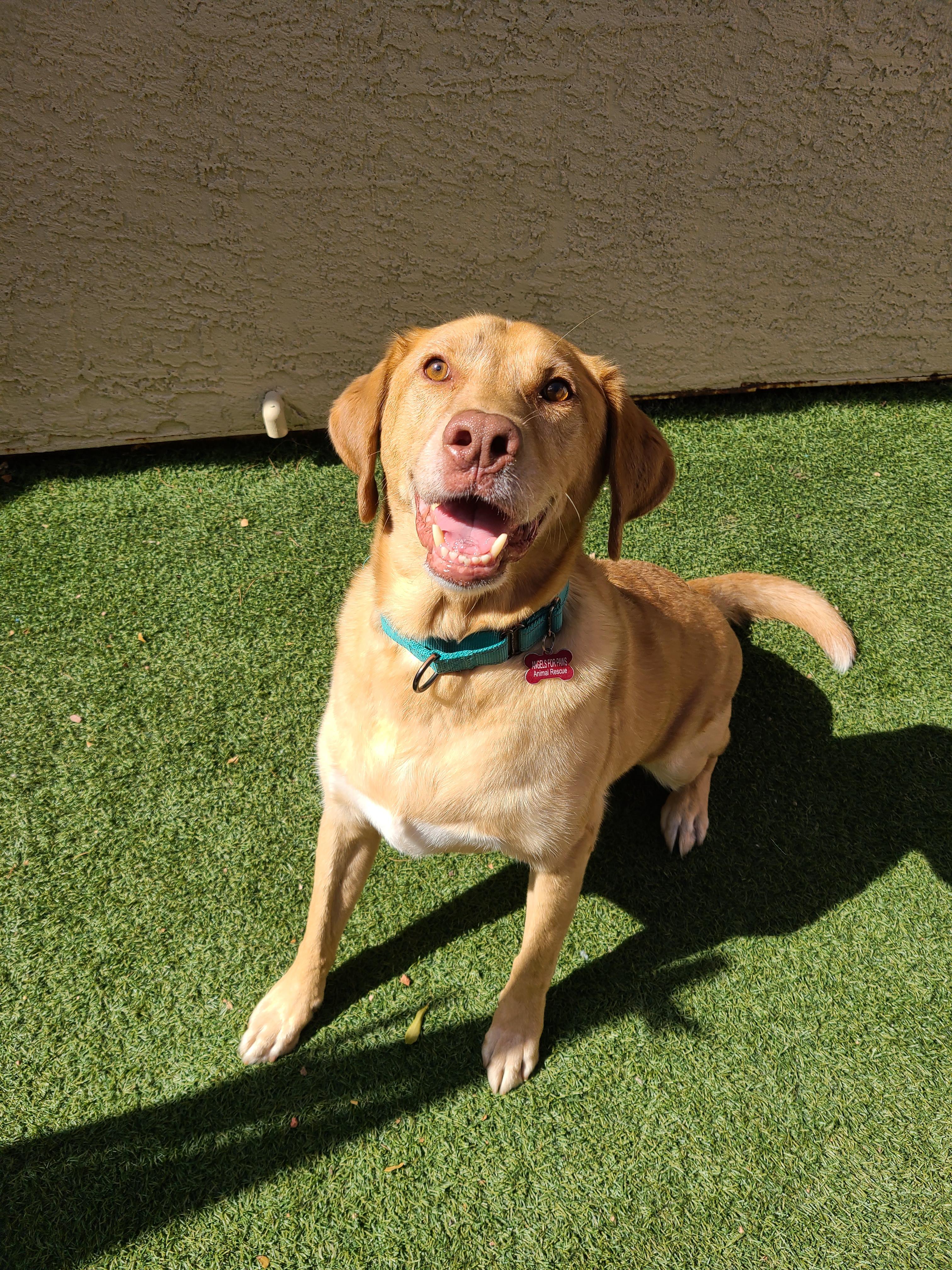 Enlarge Dash, a Adoptable mixed breed in Mesa, AZ image 4/5