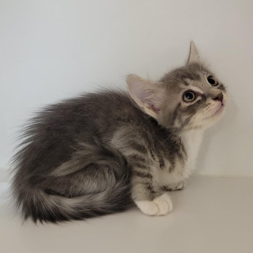 Enlarge Vintage, a Adoptable Domestic Medium Hair in Phoenix, AZ image 1/1