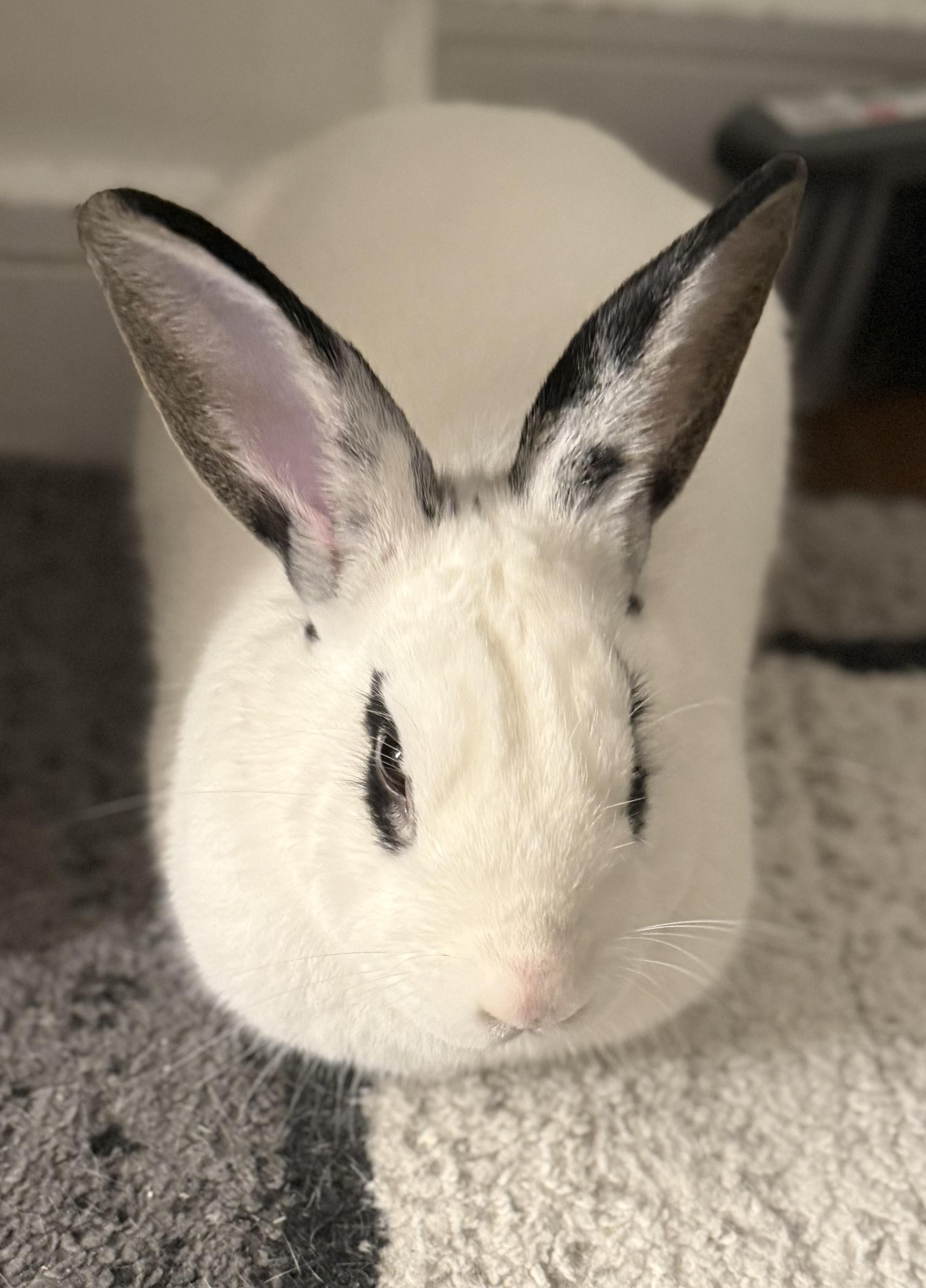 Lillo, Adoptable, Young Male Hotot & English Spot.