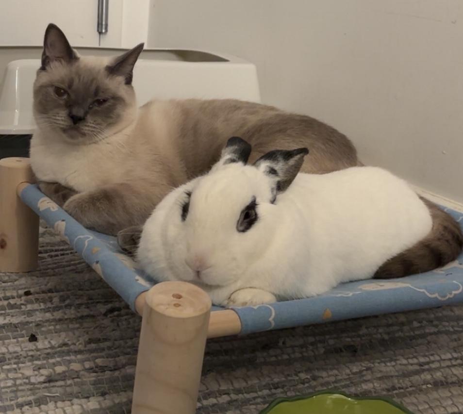 Enlarge Lillo, a Adoptable mixed breed in New York, NY image 5/6