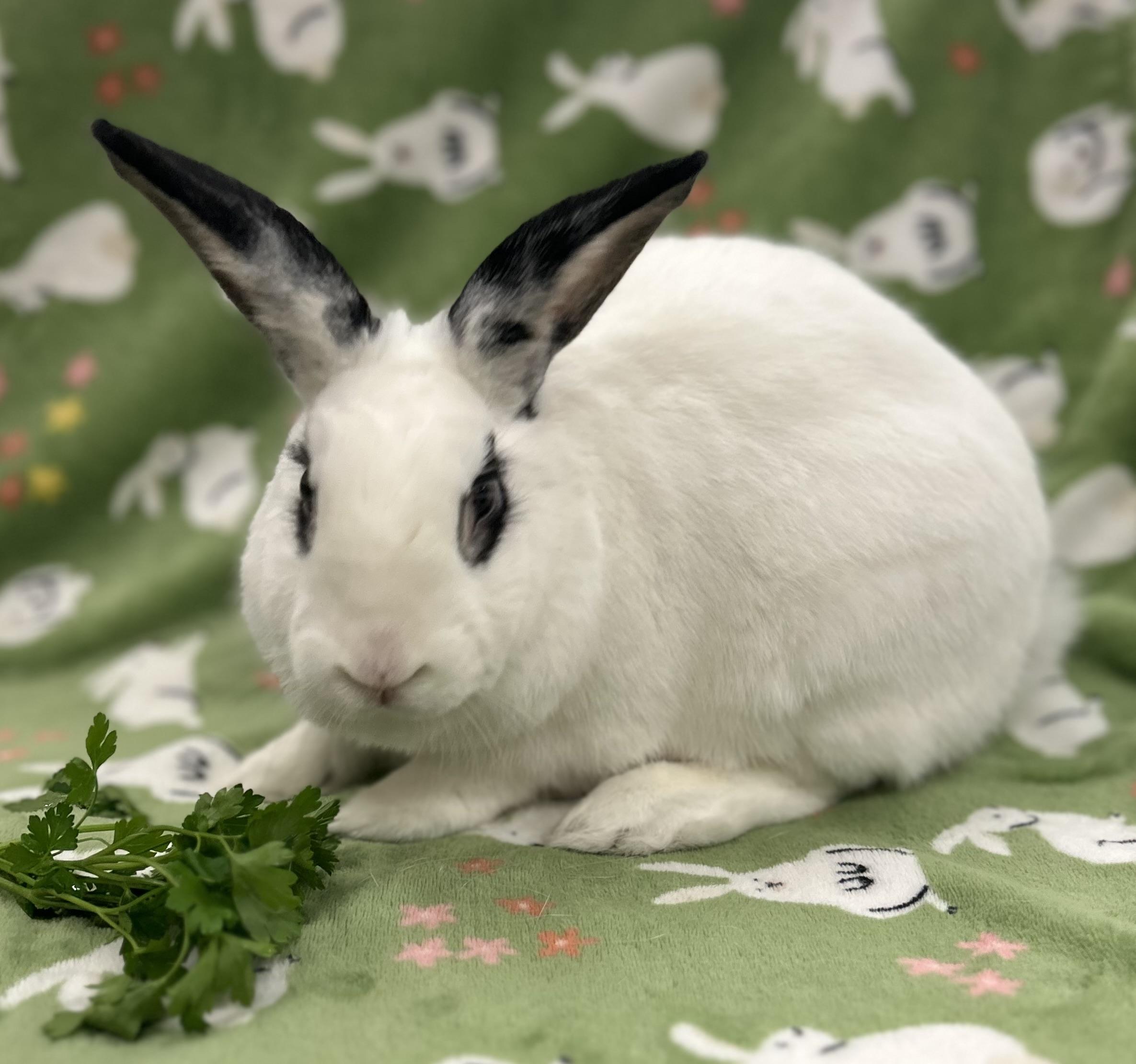 Enlarge Lillo, a Adoptable mixed breed in New York, NY image 6/6